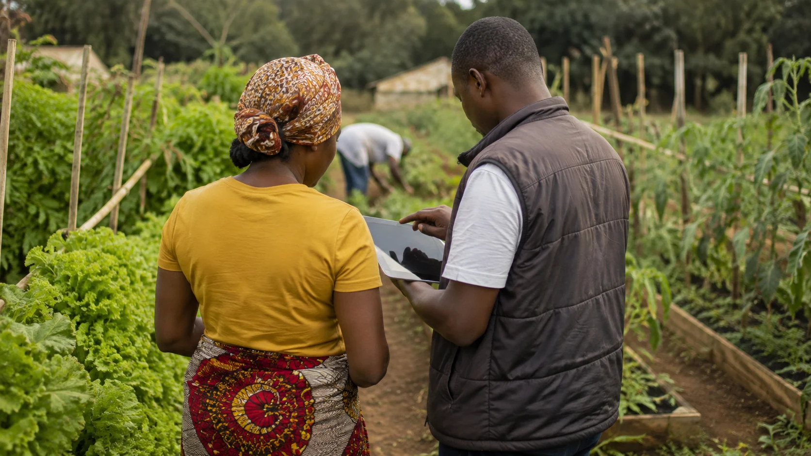 Livelihood restoration and income recovery